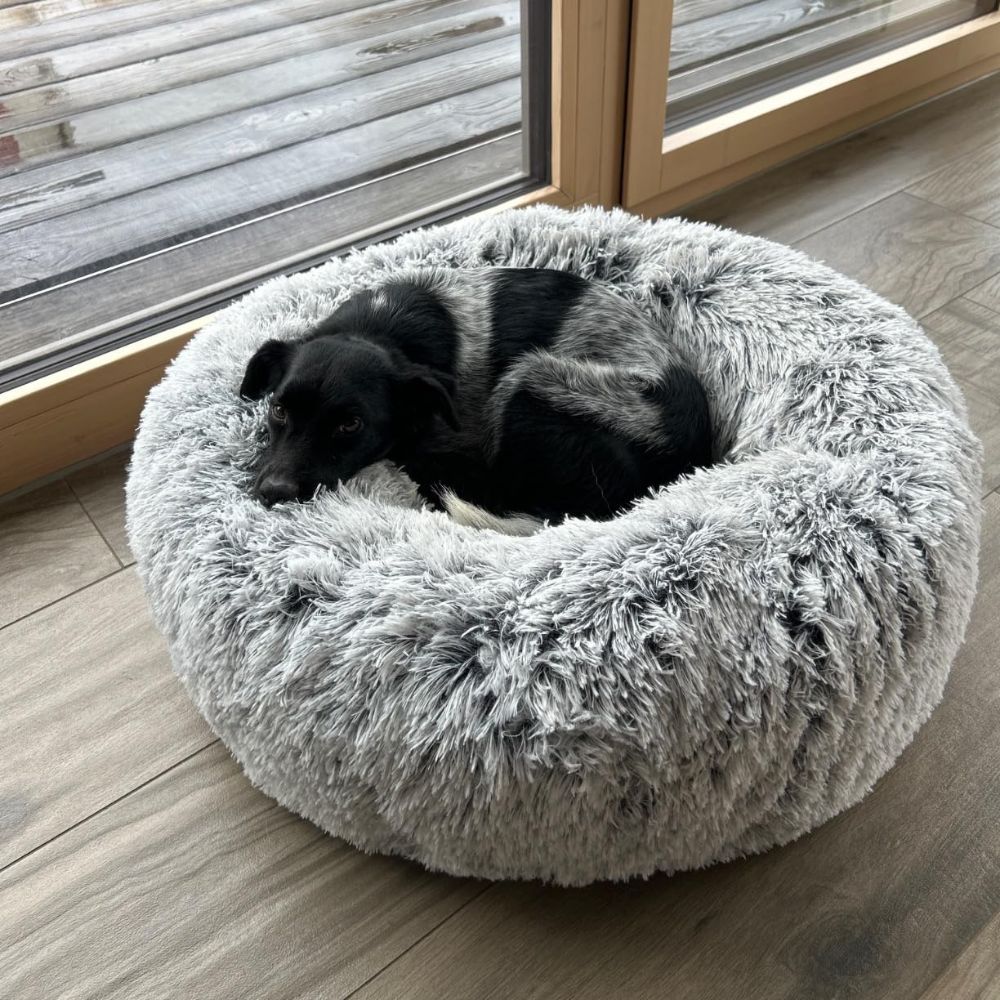 Antistresový pelíšek pro psa: Proč se vyplatí a jak ho vybrat?