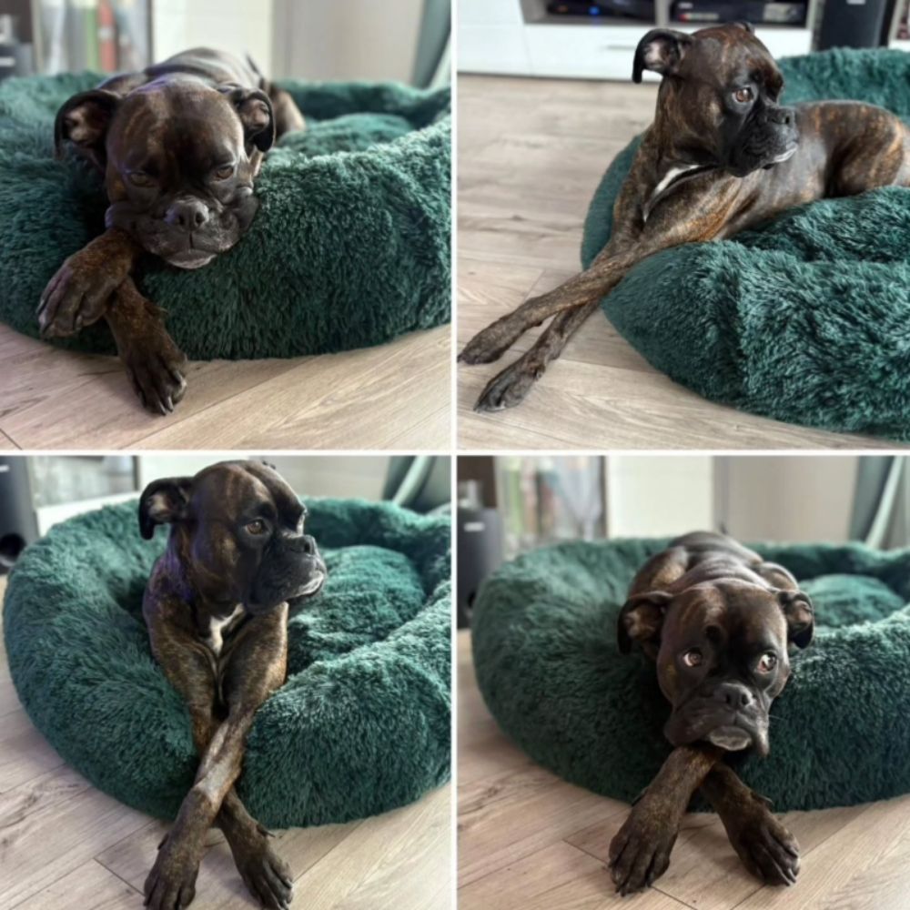 Plyšový Pelíšek pro psy Premium – Zelený