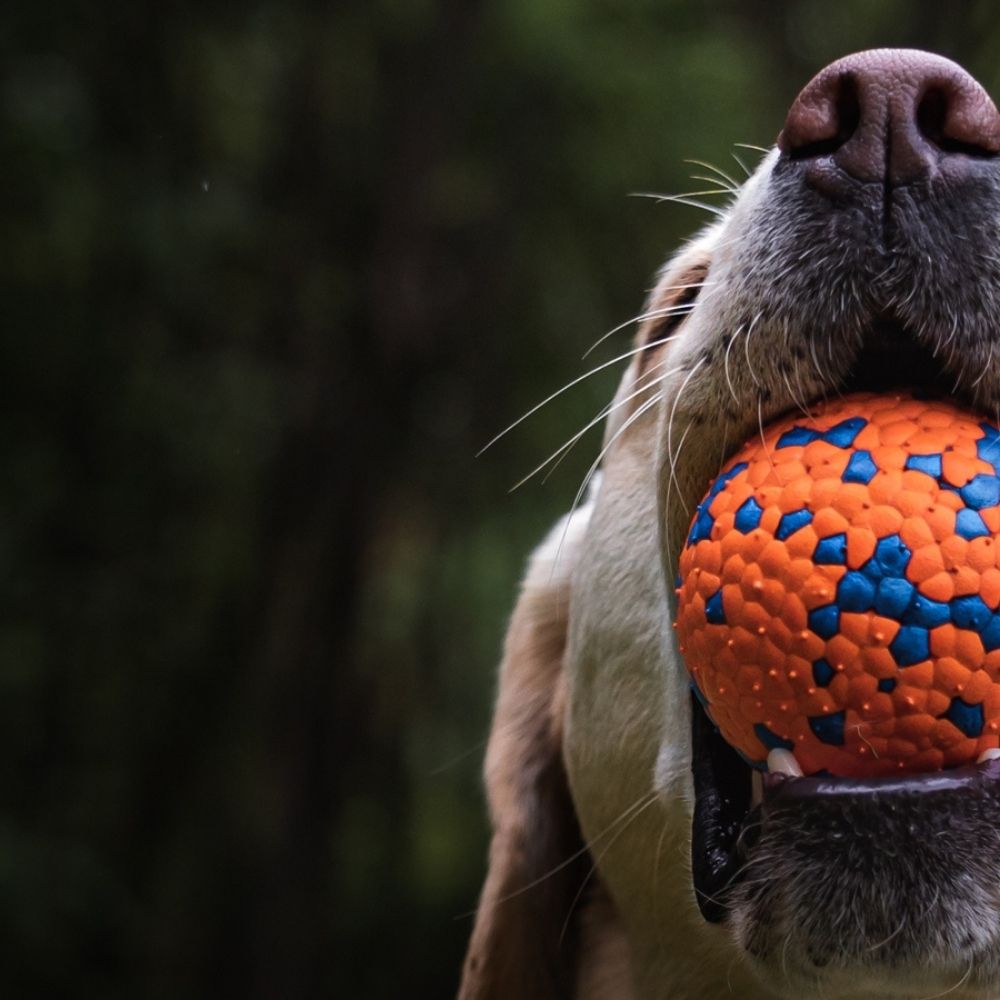 Velmi odolný míček pro psy – tvrdá a bezpečná hračka