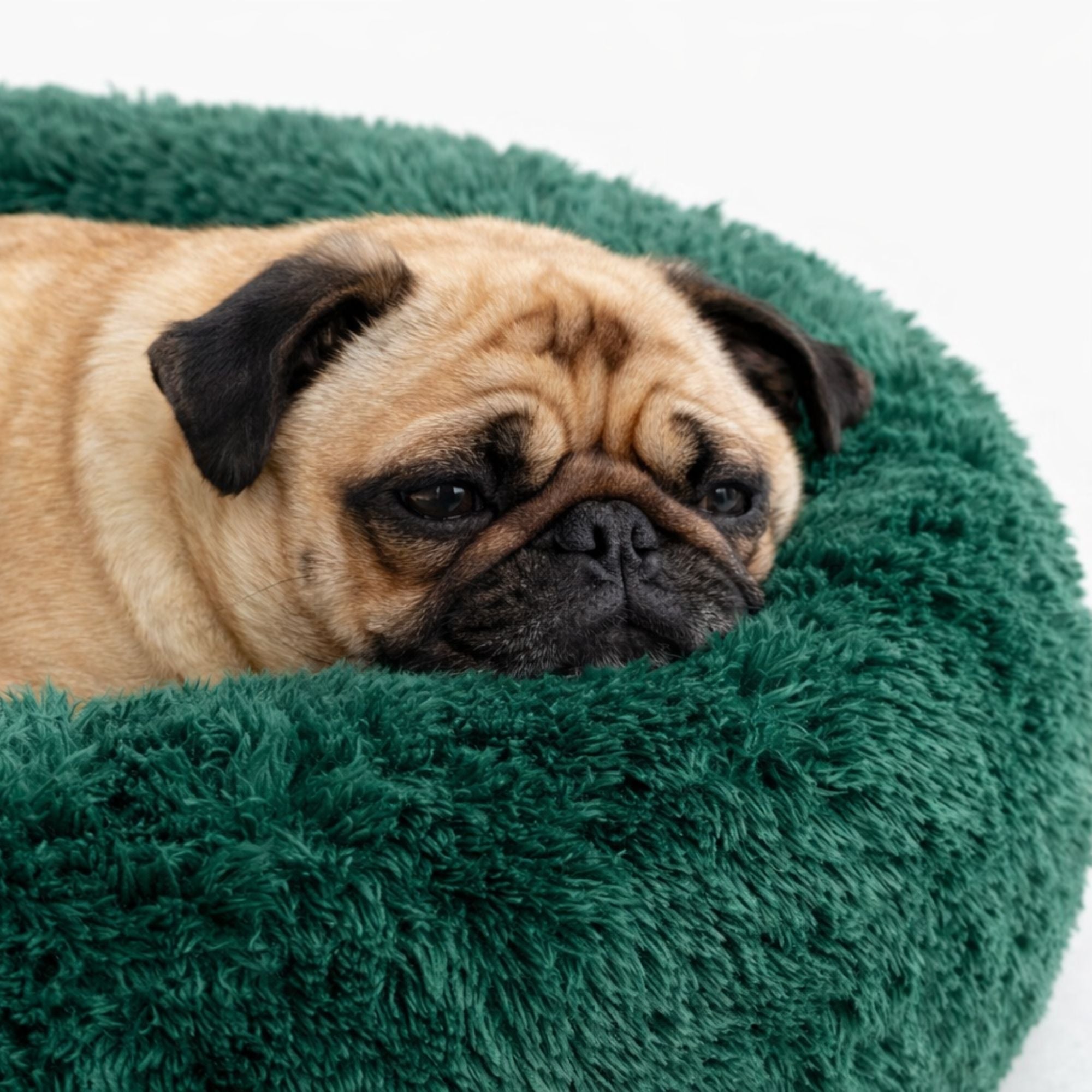 Pes odpočívající v plyšovém pelíšku pro psy, lahvově zelený
